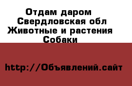 Отдам даром  - Свердловская обл. Животные и растения » Собаки   